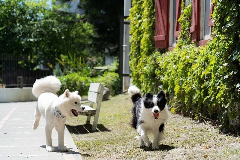 小和相簿庭院的爬藤紅窗、草地及兩隻犬隻