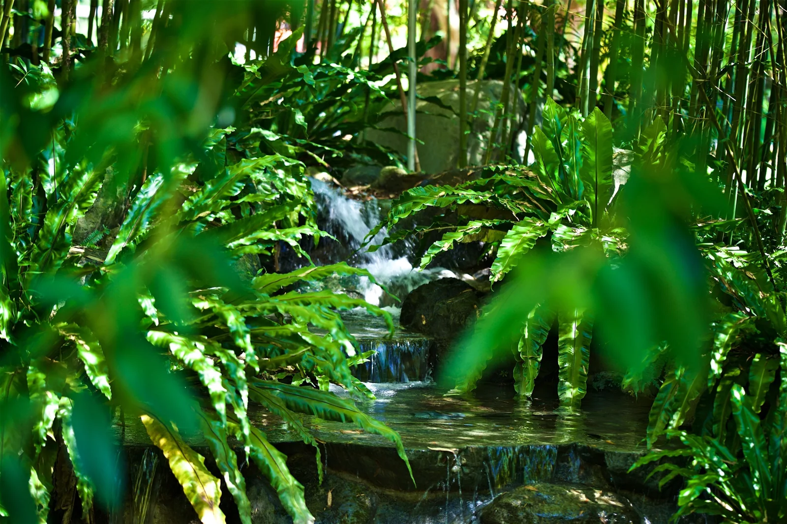 竹叢蕨類間沿石塊流下的園區水景